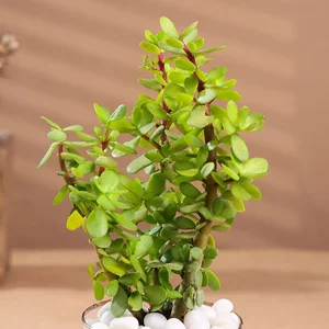 Get Your Perfect Profuse Jade Terrarium Now!